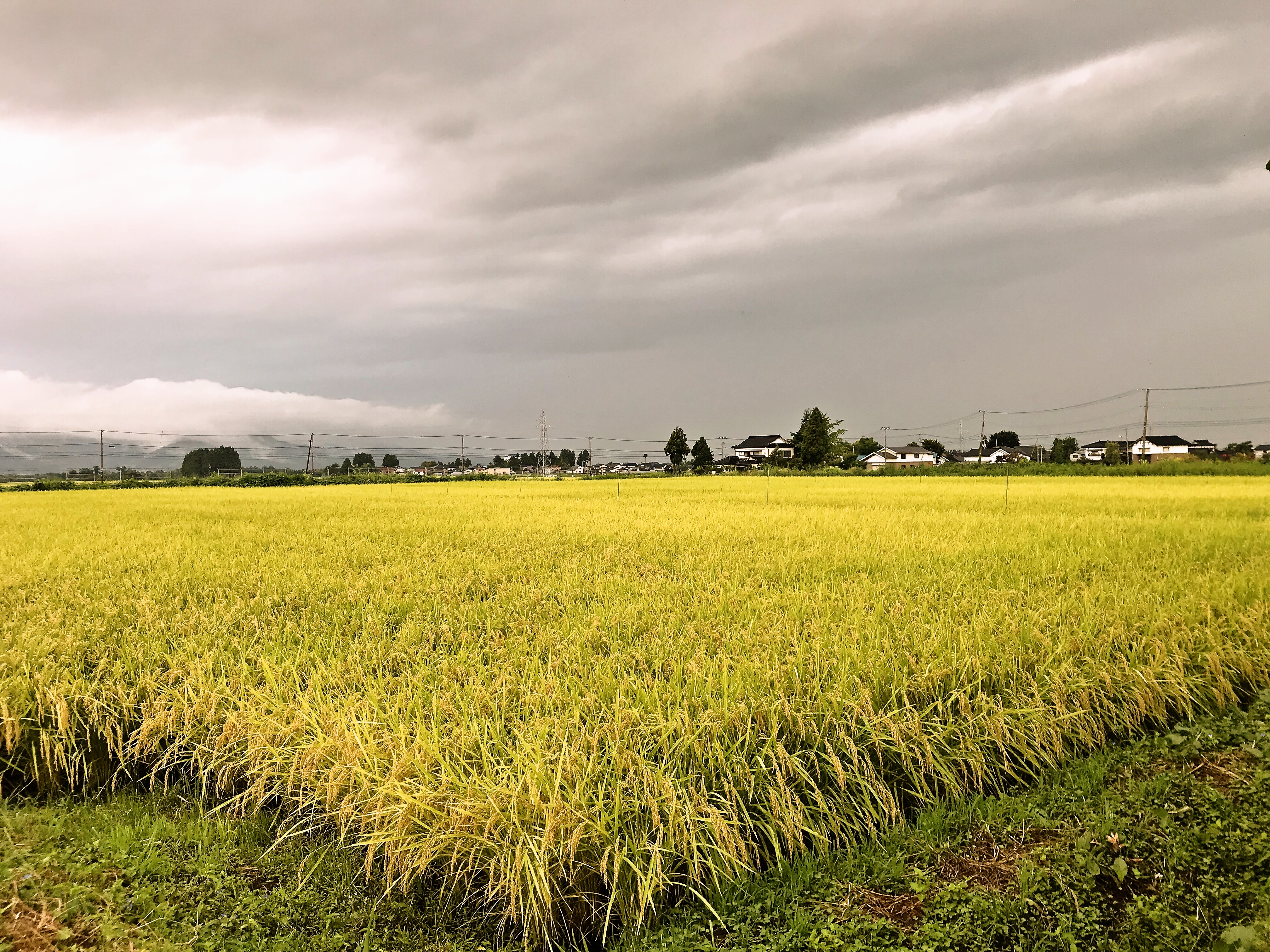 稲刈りの季節です（農家民宿松べえ）