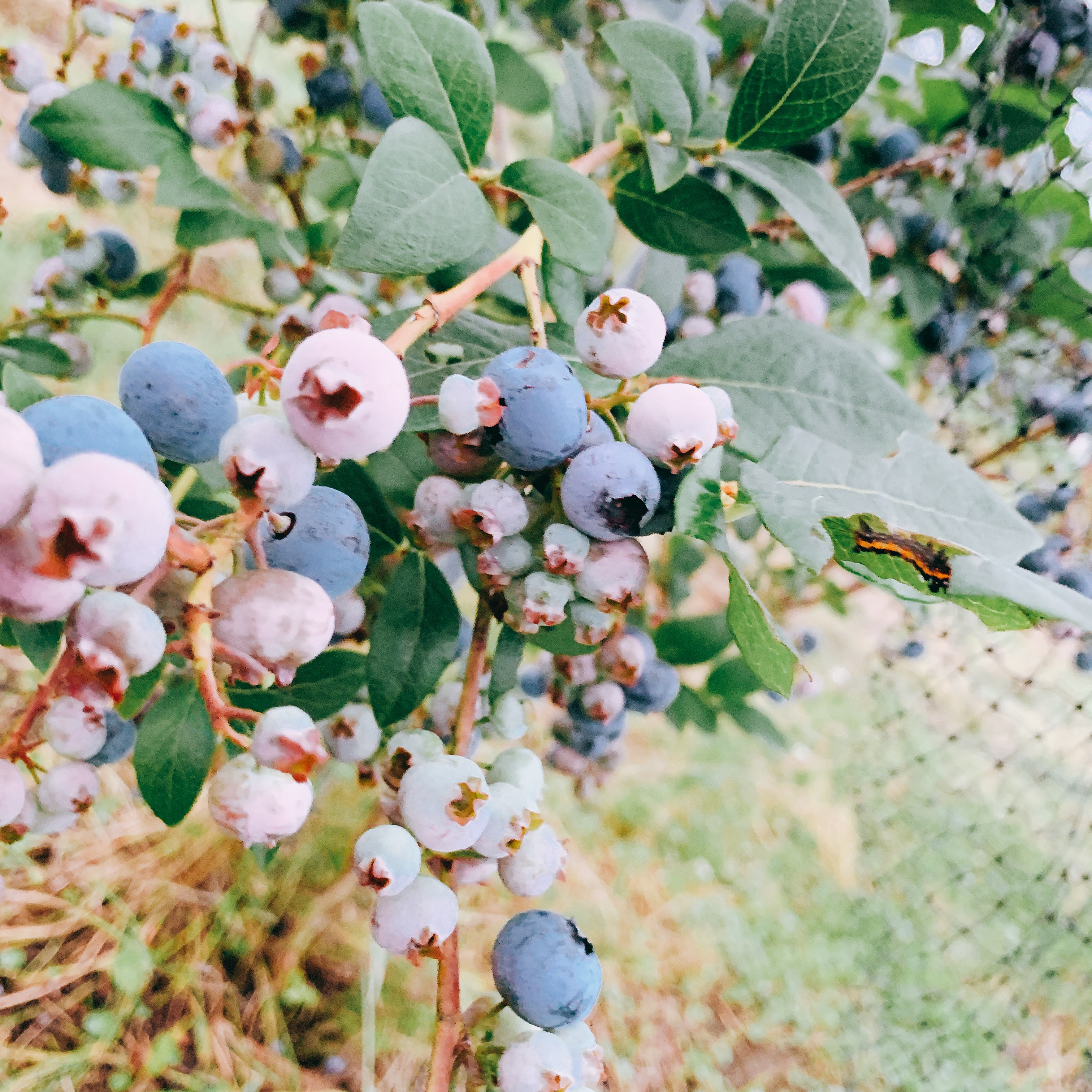 明日は早朝よりブルーベリー狩り