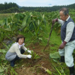 里芋の収穫です！