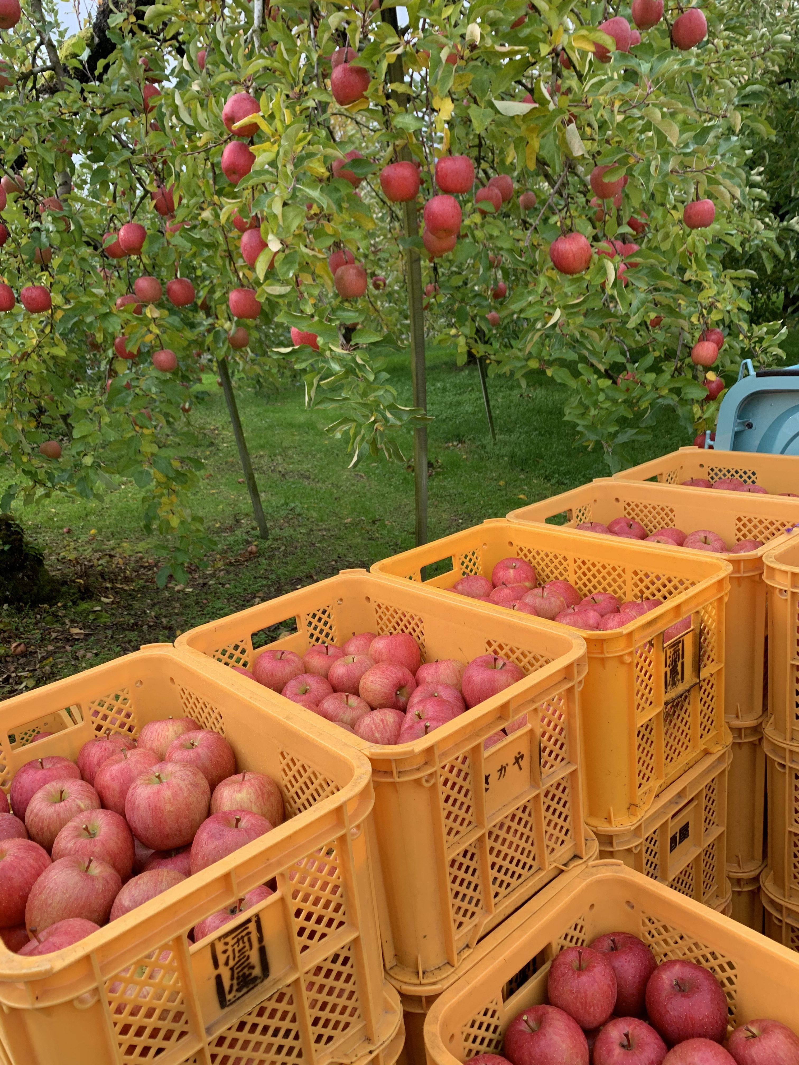 黒千寿りんご（ふじの一種類です）(^^♪