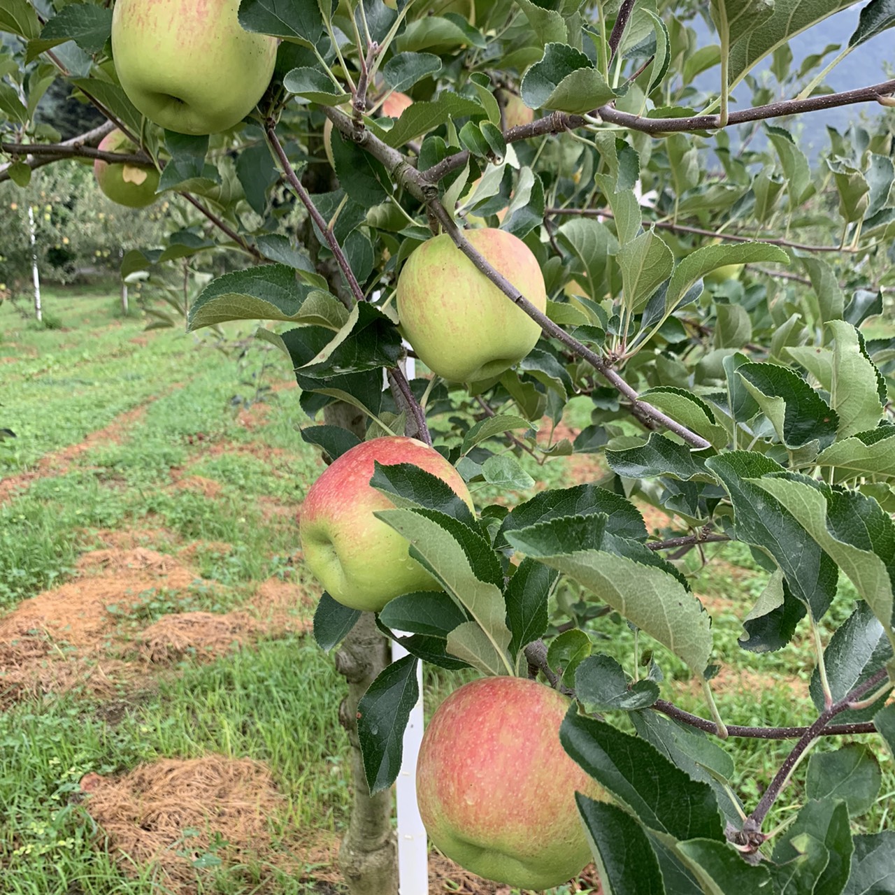 シナノレッド🍎