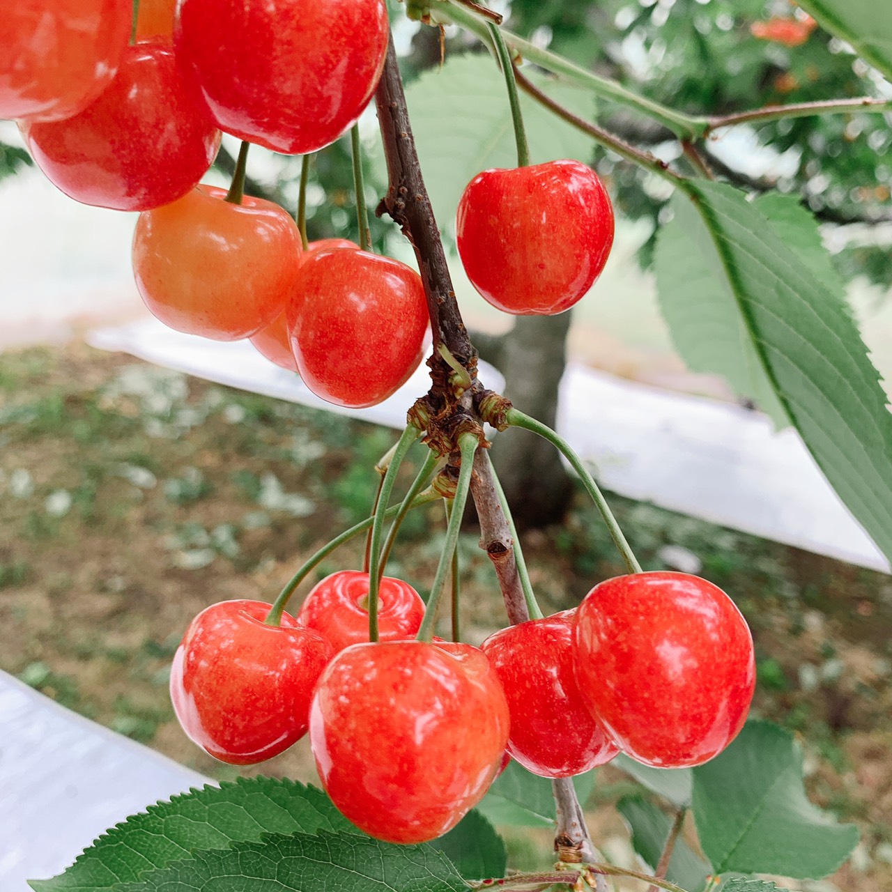 🍒の早期ご予約を受け付け中(^^♪