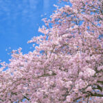 「農家民宿 若松屋」　再開のお知らせ