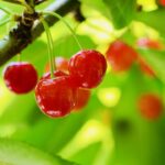 田舎に泊まってさくらんぼ狩りと笹巻きづくり　