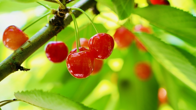 田舎に泊まってさくらんぼ狩りと笹巻きづくり