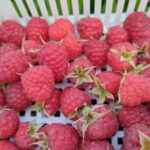 民泊耕房 とら豆 de 夏の尾花沢の収穫体験