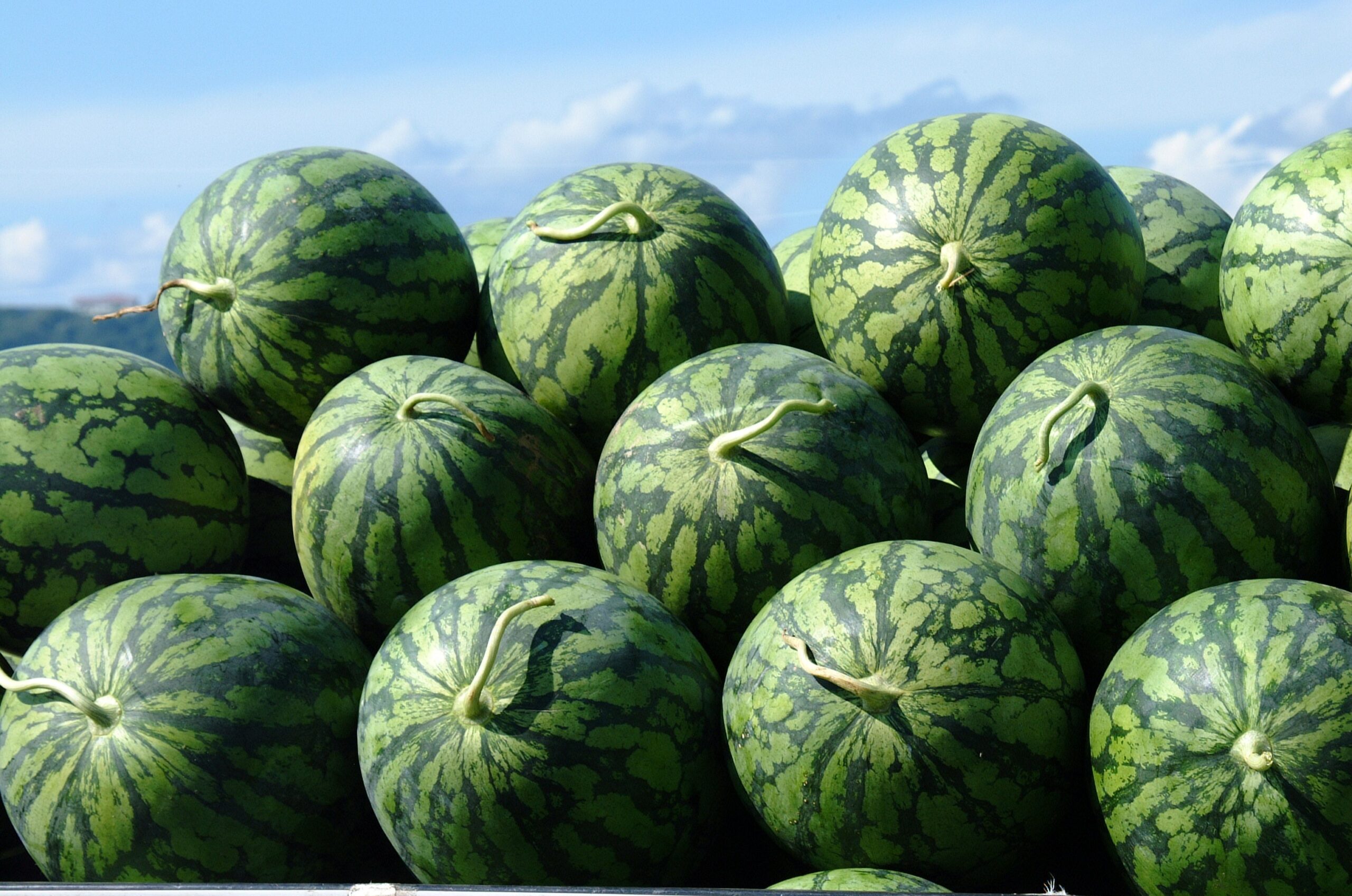 尾花沢すいか　おいしく夏空の下で育ってます！