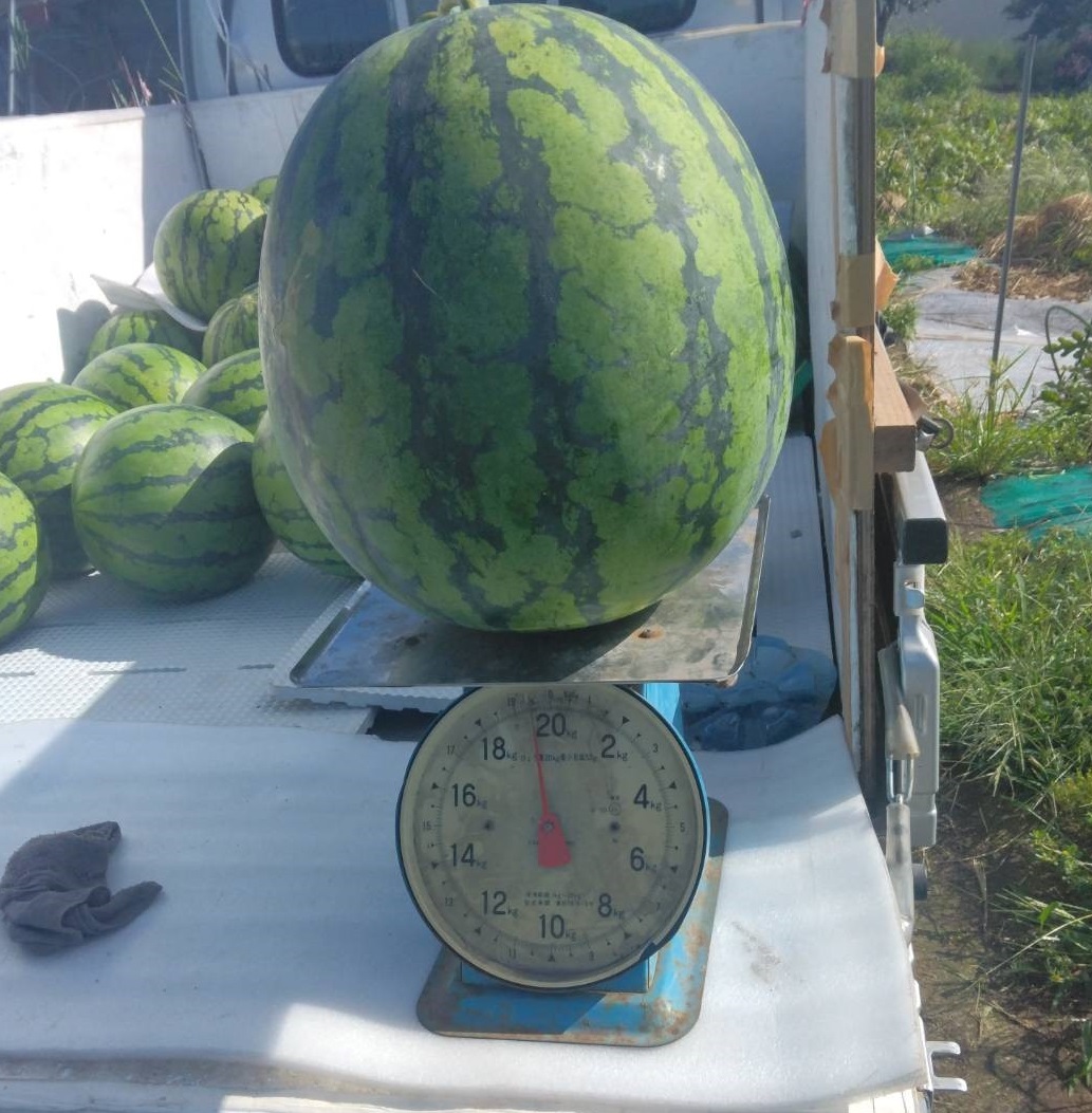 本日収穫最大サイズのスイカ！（百笑家　姫）