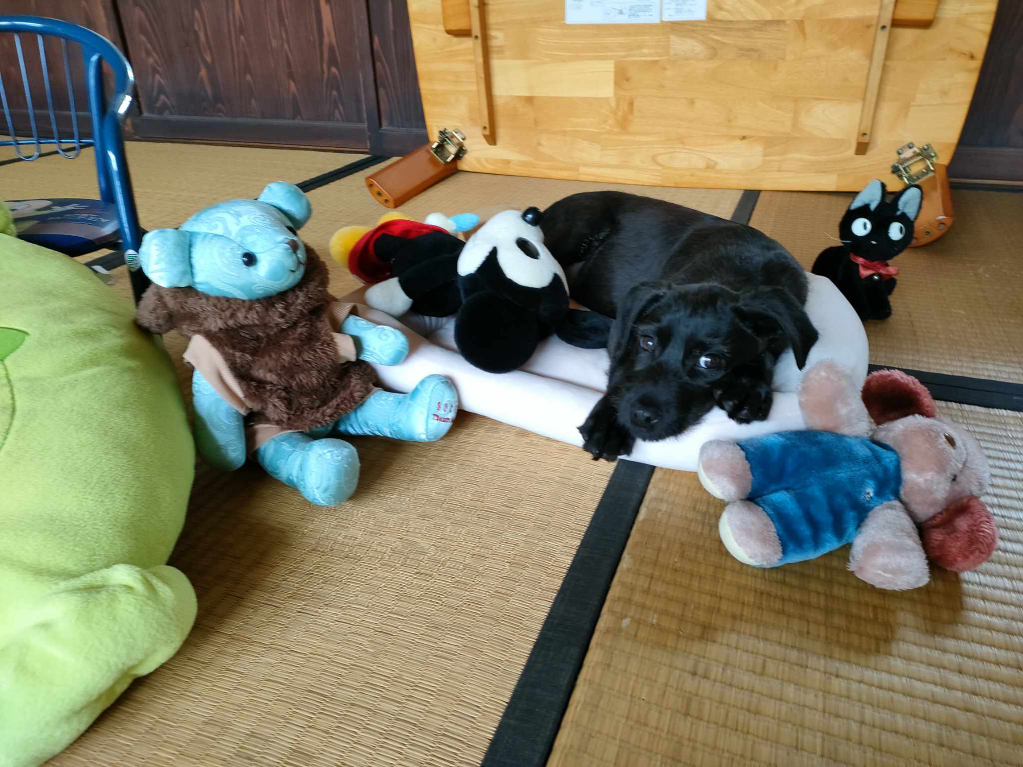 犬の写真
