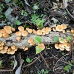 尾花沢ほその村で実りの秋、収穫体験をたのしもう！