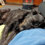 ワンコを飼っています