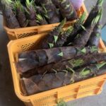 【やまがた的田舎旅】春を摘むガストロノミー