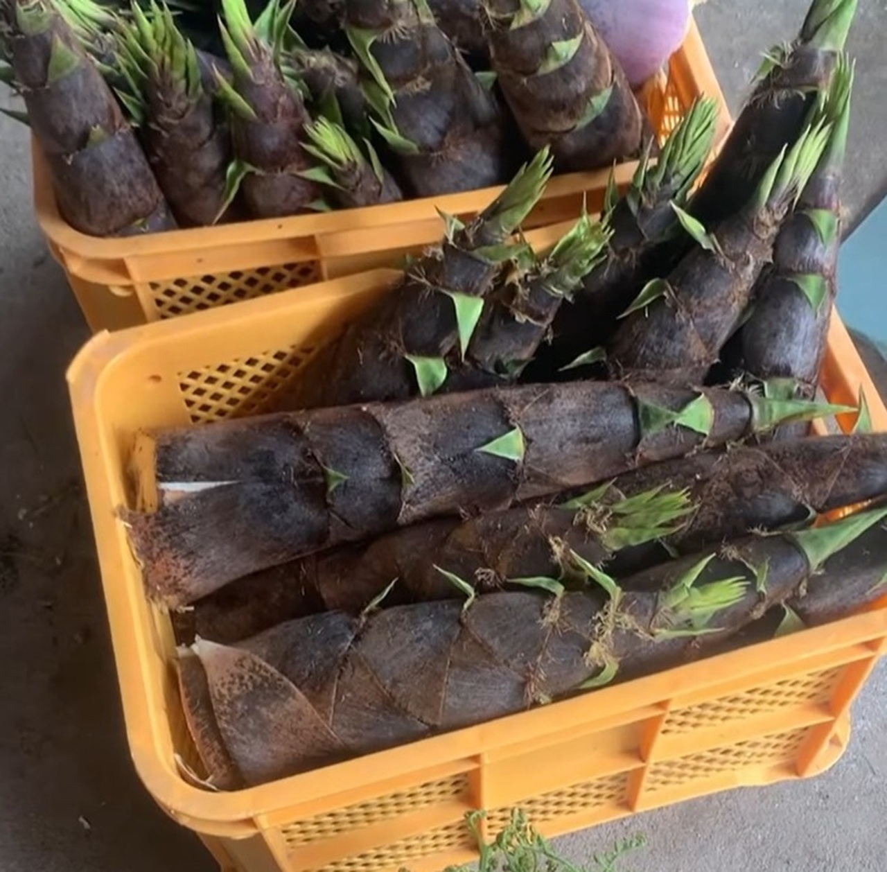 【やまがた的田舎旅】春を摘むガストロノミー