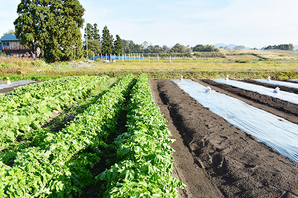 The soil in this area is very fertile