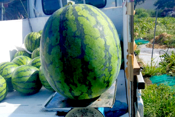 watermelon