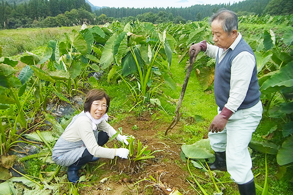Try harvesting vegetables