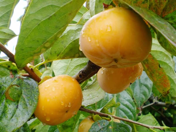 Shonai persimmons