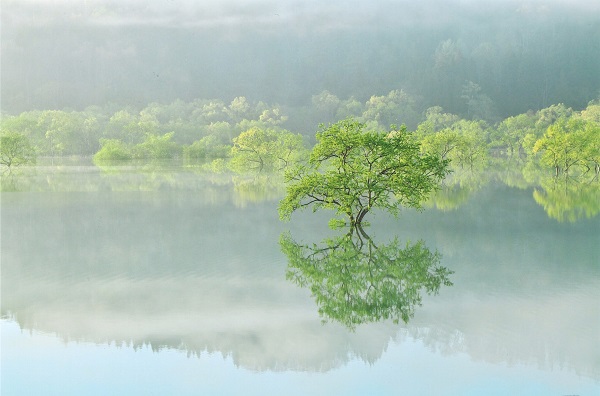 Submerged forest