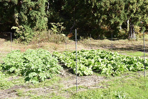 
farm work experience