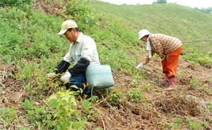 山菜取り