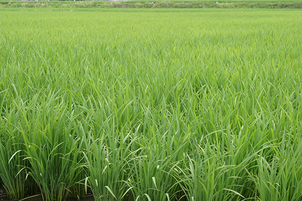 Rice Paddy Trails