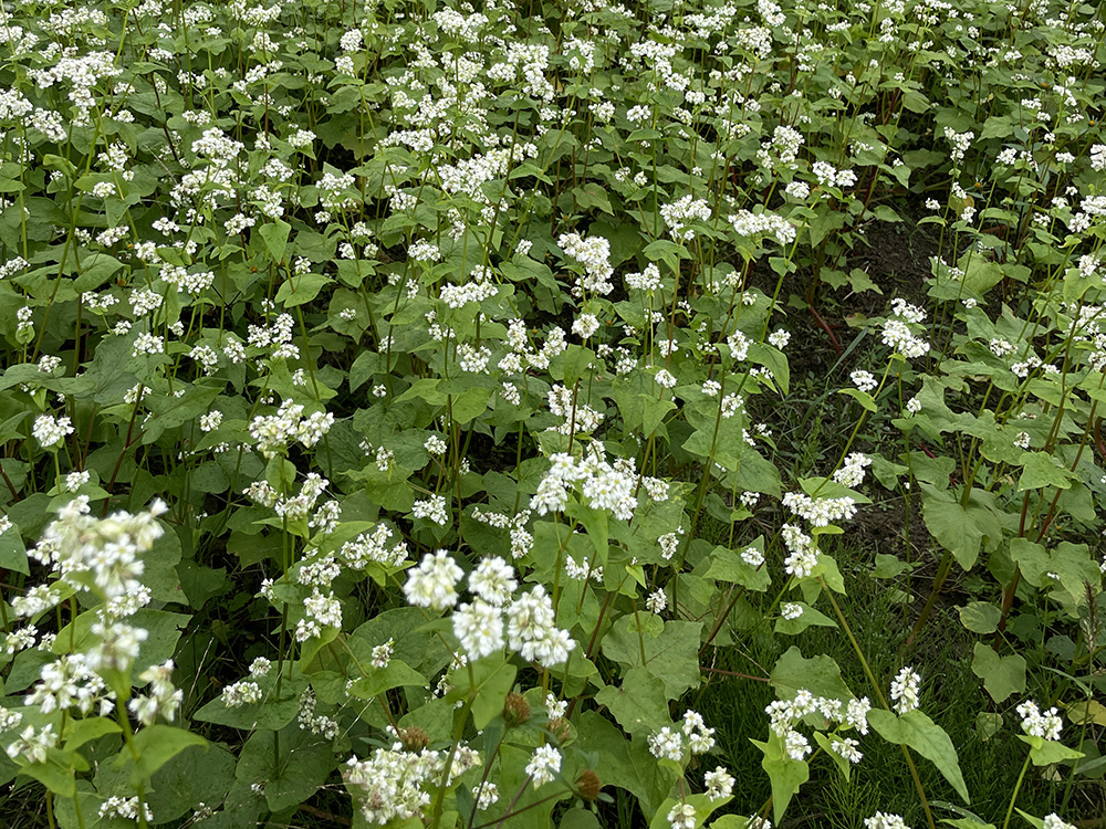 Wild plant picking experience